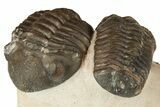 Two Austerops Trilobites - Jorf, Morocco #186751-1